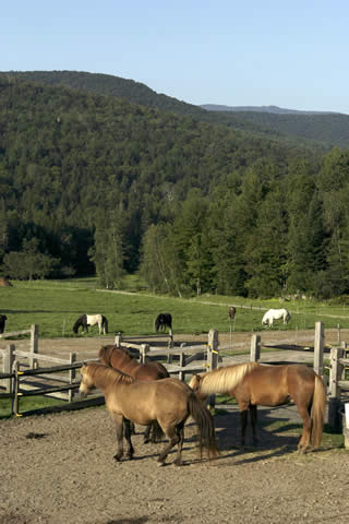 Horse Farm View | Vermont Horse Farm & Vacation Rental in Fayston, Vermont