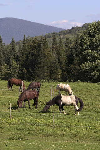 Icelandic Horses | Vermont Horse Farm & Vacation Rental in Fayston, Vermont