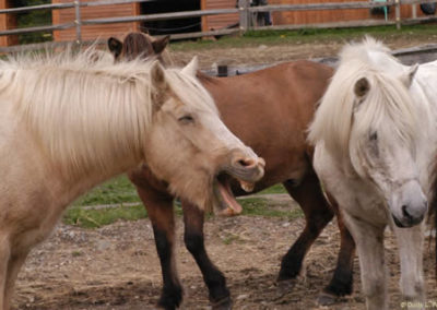 Icelandic Horses | Vermont Icelandic Horse Farm & Vacation Rental in Waitsfield