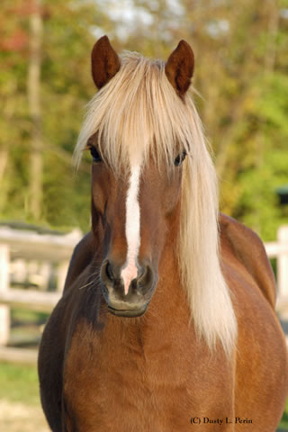 Icelandic Horses | Vermont Icelandic Horse Farm & Vacation Rental in Waitsfield