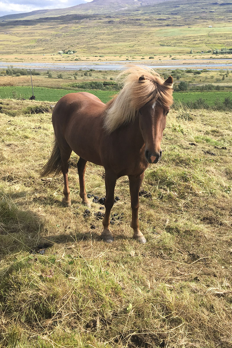 About the Icelandic Horses | Vermont Icelandic Horse Farm & Vacation Rental in Waitsfield