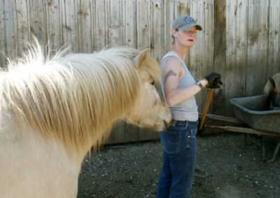White Icelandic Horse | Vermont Icelandic Horse Farm & Lodging in Waitsfield