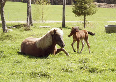 Horse Farm | Vermont Icelandic Horse Farm & Lodging in Waitsfield