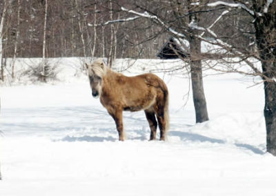 Winter Horse Farm | Vermont Horse Farm & Vacation Rental in Fayston, Vermont