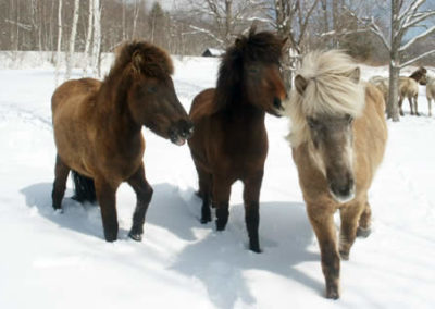 Winter | Vermont Horse Farm & Vacation Rental in Fayston, Vermont