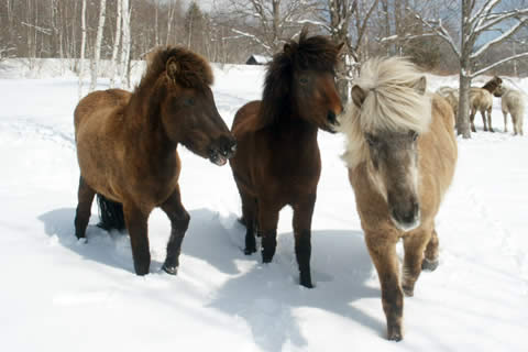 About the Farm | Vermont Icelandic Horse Farm & Lodging in Waitsfield