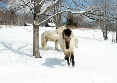 Winter | Vermont Horse Farm & Vacation Rental in Fayston, Vermont