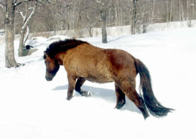 Winter Horse | Vermont Icelandic Horse Farm & Vacation Rental in Waitsfield