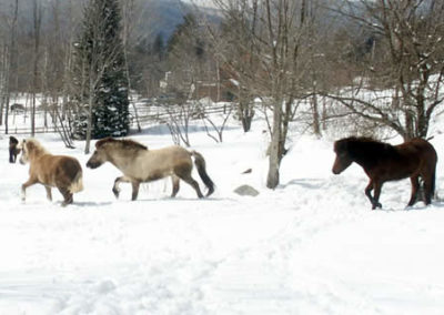 Winter Horse | Vermont Icelandic Horse Farm & Vacation Rental in Waitsfield