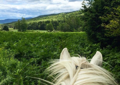 On the Trail | Vermont Icelandic Horse Farm & Lodging in Waitsfield