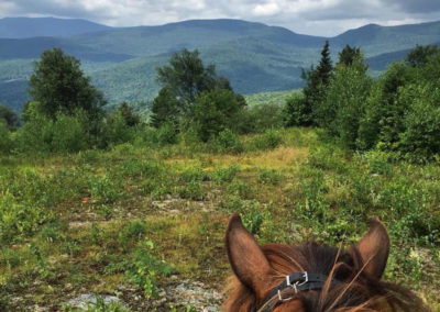 On the Trail | Vermont Icelandic Horse Farm & Lodging in Waitsfield